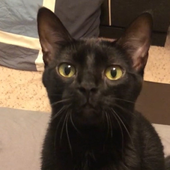 Meet your Posher, Pebble - Picture 1 of 1